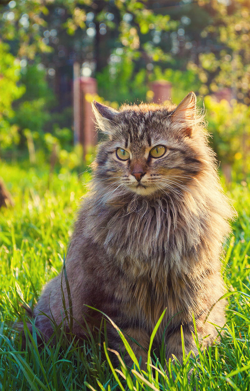 Siberian Cat A Complete Guide to the Unique Siberian Siberian Cat A Complete Guide to the Unique Siberian