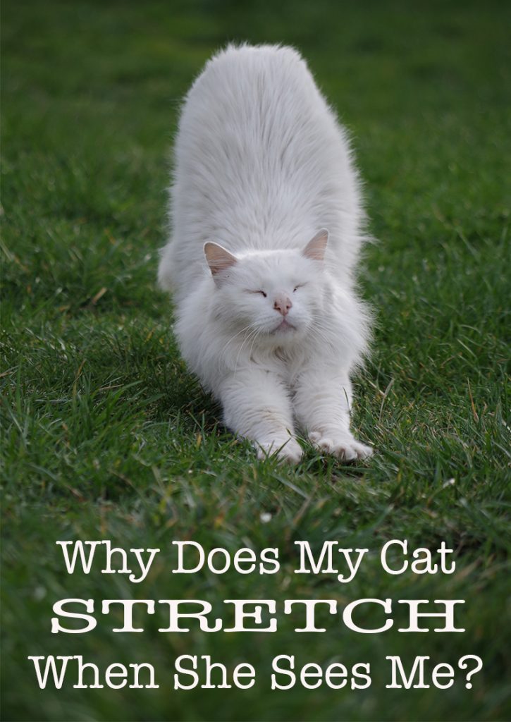 Why Do Cats Stretch When They See You