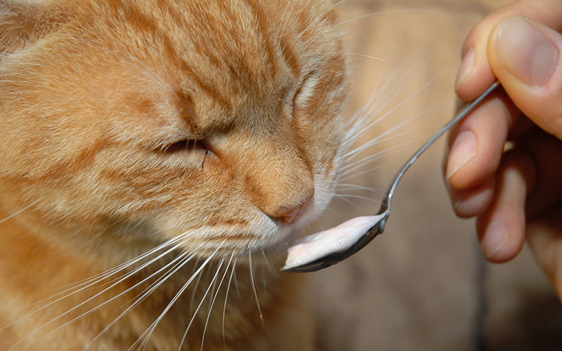 Can Cats Eat Yogurt - When Is Yogurt 