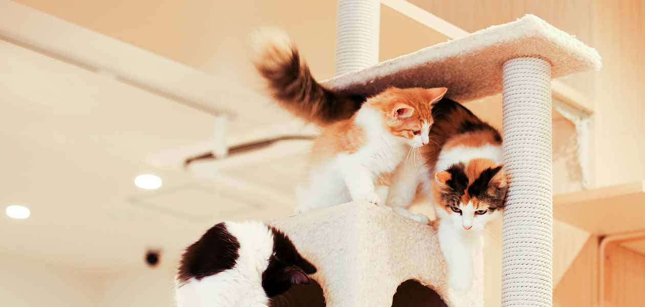 natural paradise ceiling cat tree