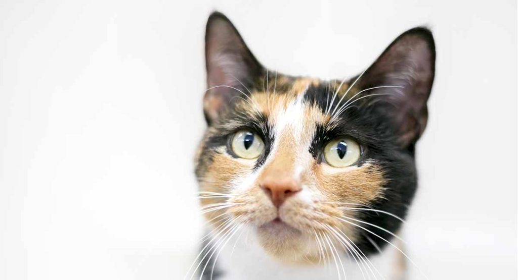 Calico cat