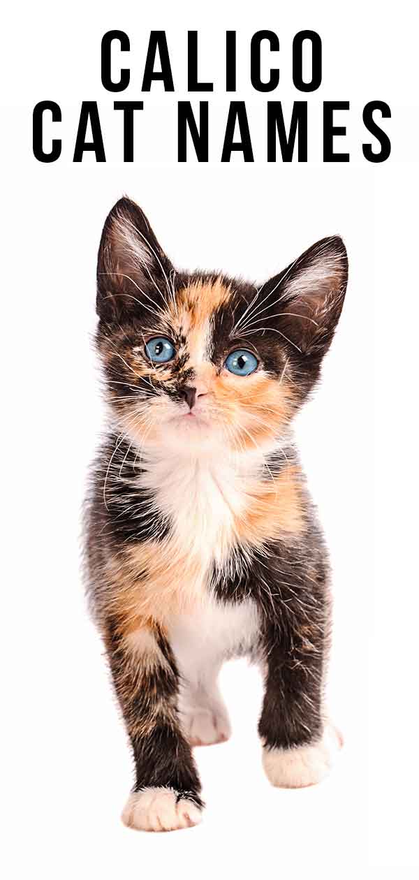 Calico Cat Names - 250 Great Ideas For Naming Your Calico Kitten