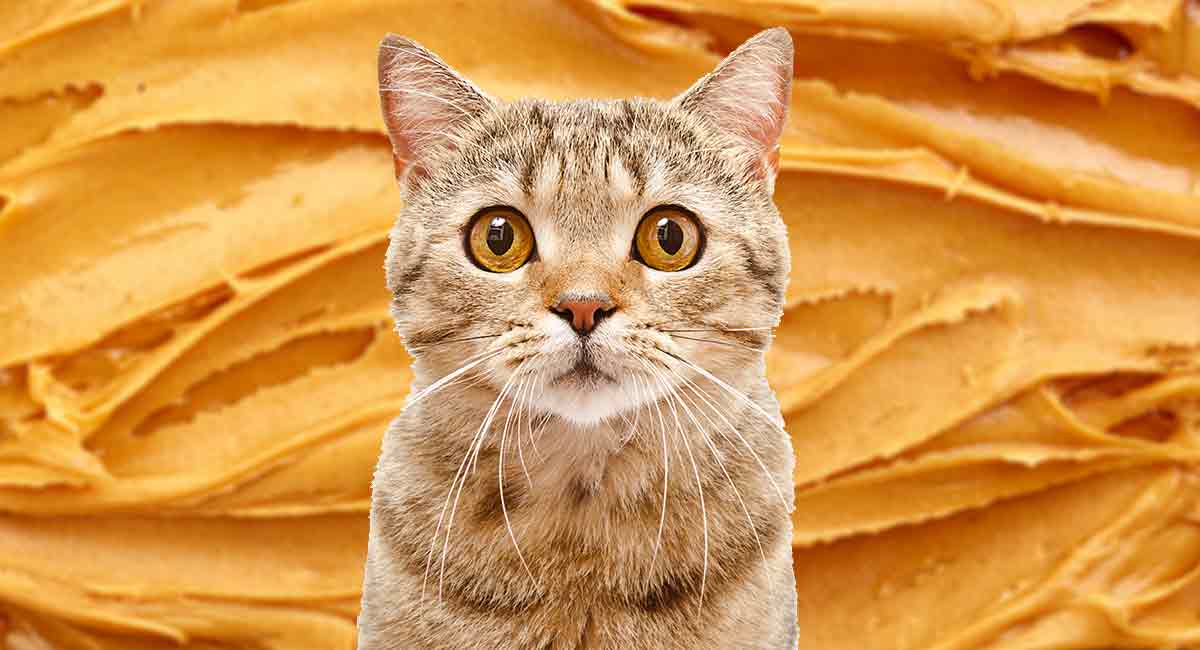 Can Cats Eat Peanut Butter? A Guide To Cats And Peanut Butter