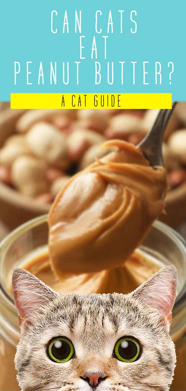 What Happens If A Cat Eats Peanut Butter?