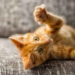 orange cat names