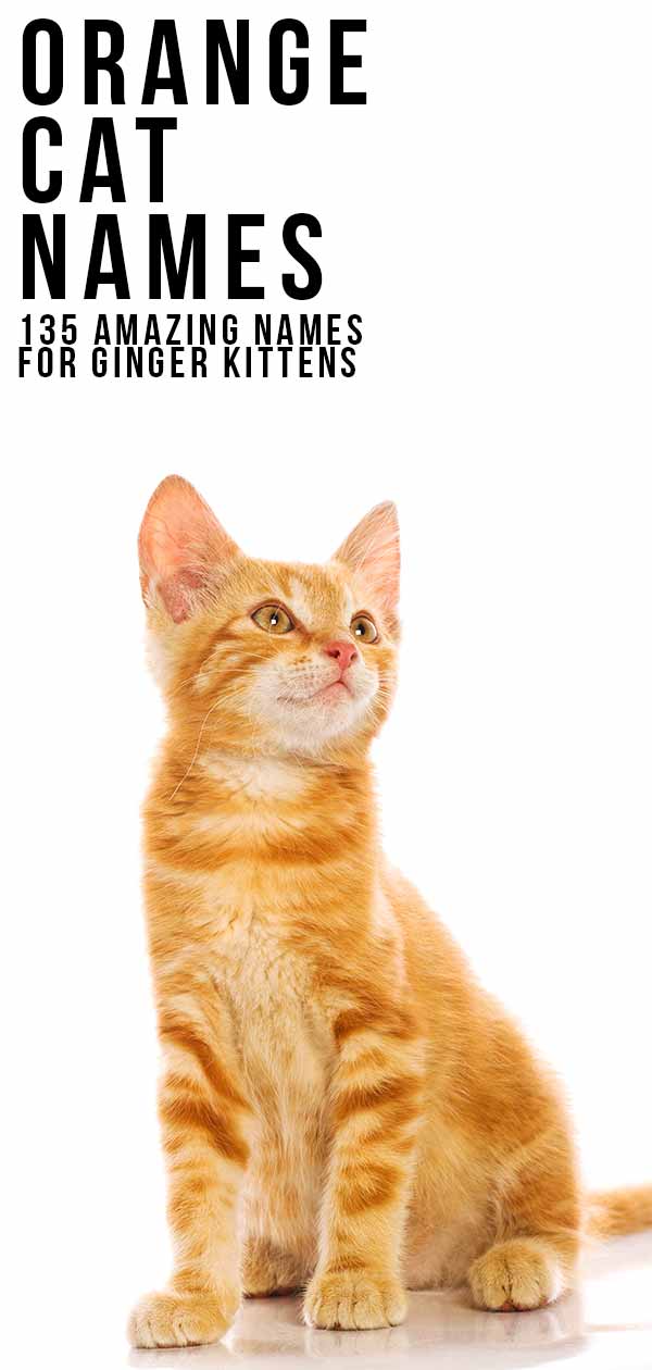 Orange Cat Names 169 Amazing Names For Ginger Kittens