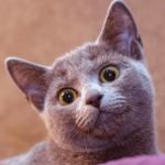 russian blue cat