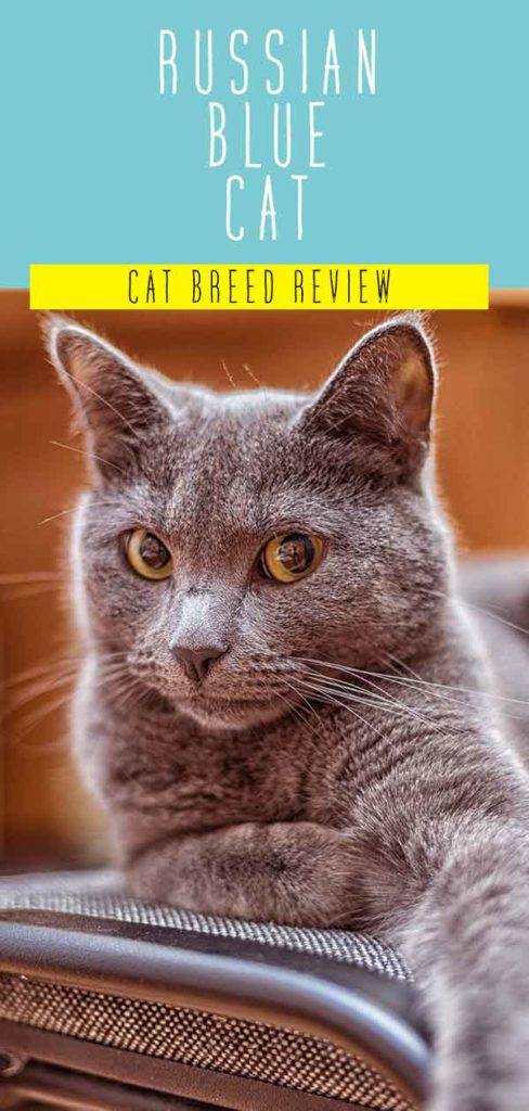 russian blue cat