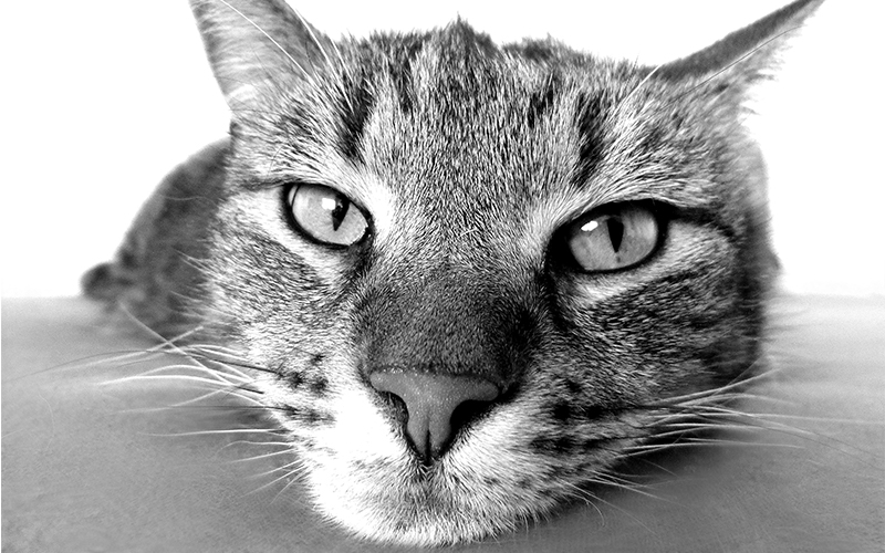 250 Awesome Cat Names - Great Ideas For Naming Your Kitten 250 Awesome Cat Names - Great Ideas For Naming Your Kitten