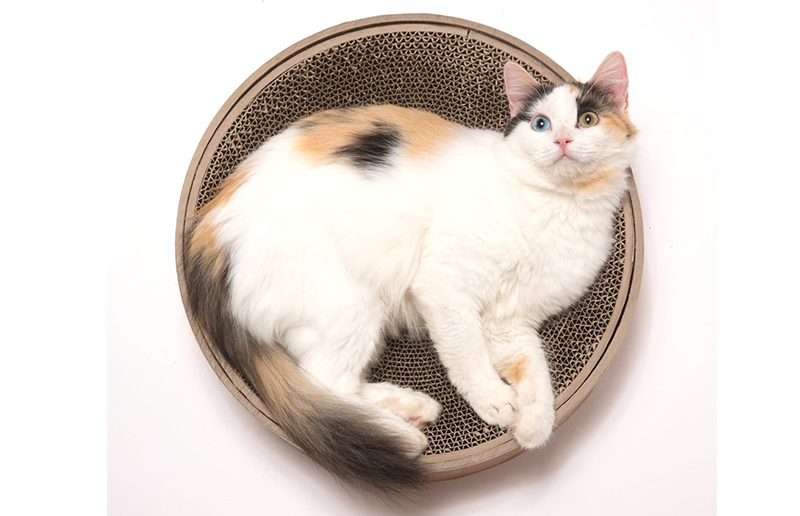 Best Cat Scratching Posts Reviews And Top Tips For Choosing