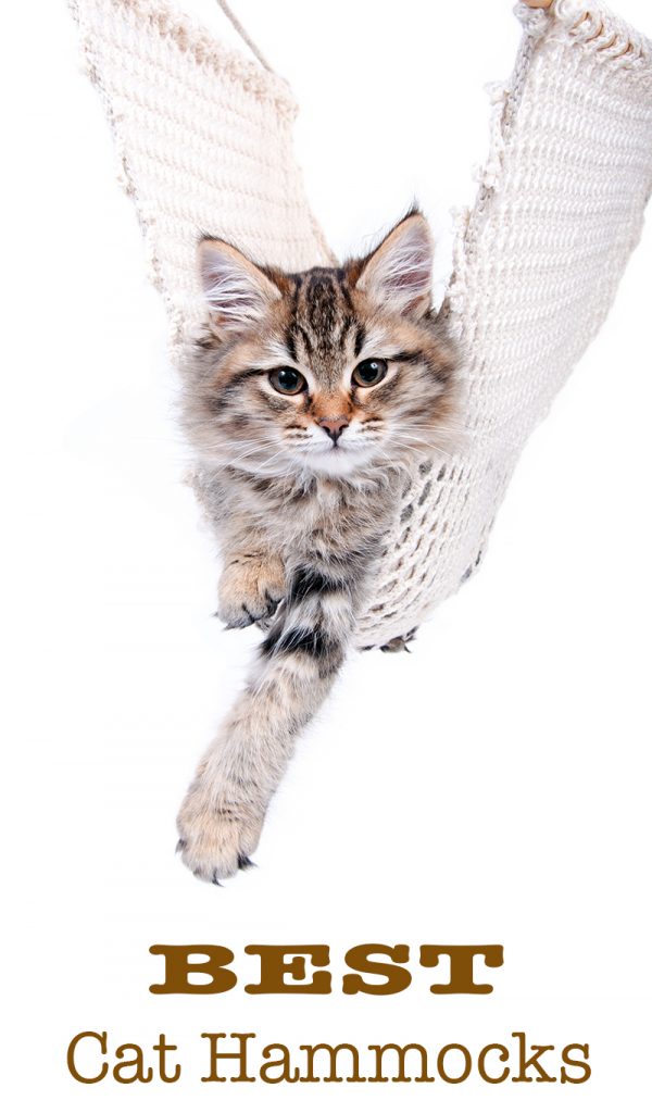Best Cat Hammocks For Cute Kitties Reviews And Tips For Choosing