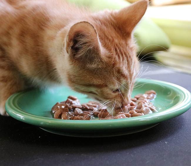 feeding a 12 week old kitten