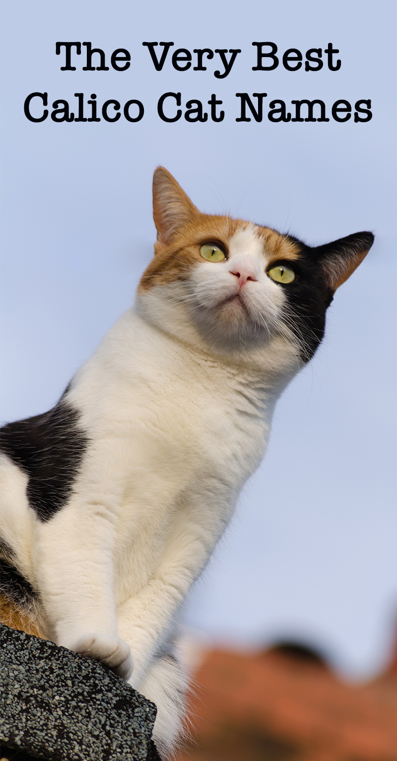 calico cat names