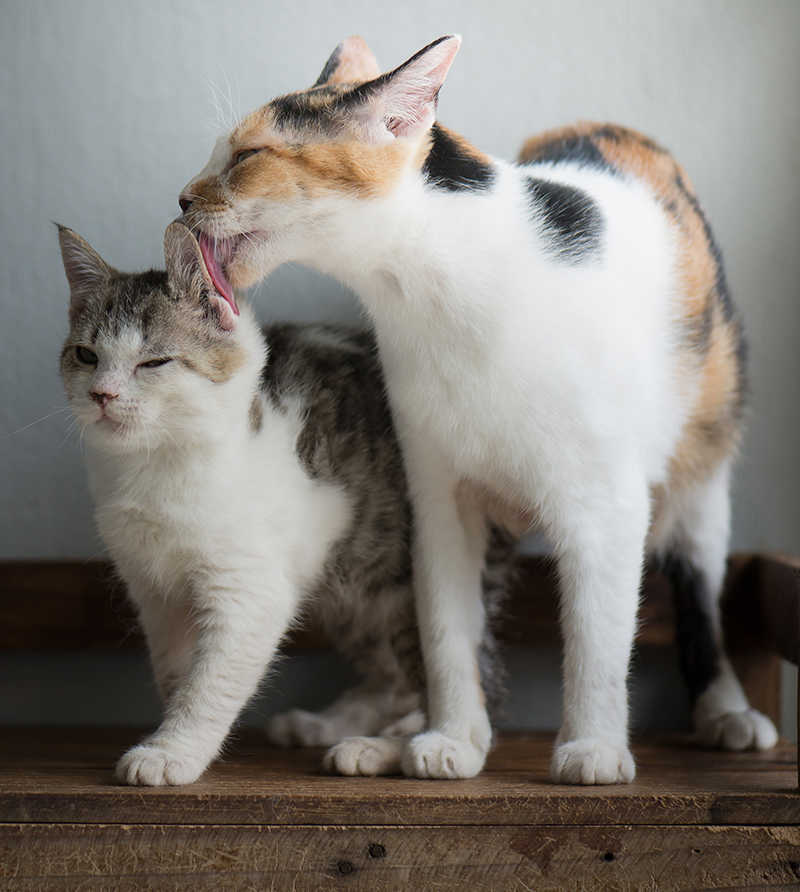 calico cat licking another