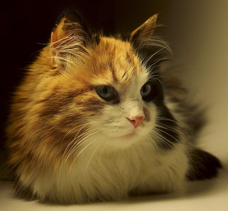 Calico Cat Facts: 25 Amazing Facts About Calico Cats