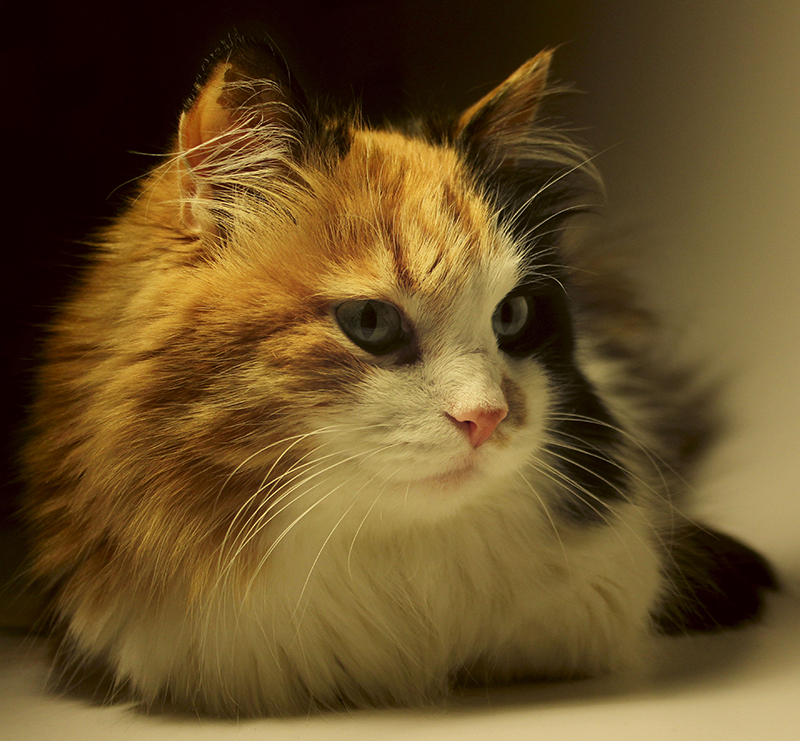 How Long Do Calico Cats Live On Average - CatWalls