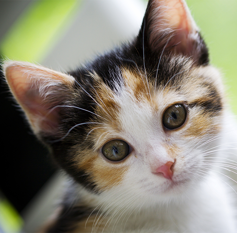 Calico Cat Names - 120 Great Ideas For Naming Your Calico Kitty
