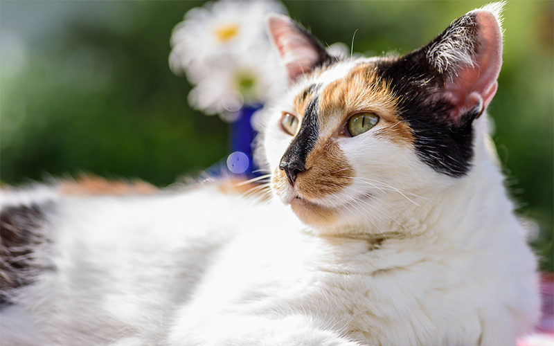 orange and white calico cat