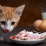 can cats eat ham