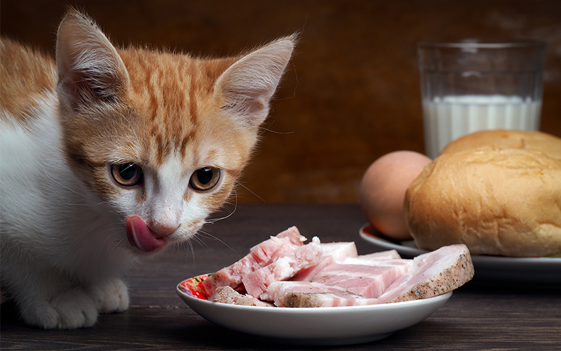 Can Cats Eat Ham As Snacks Or Have Ham As Part Of Their Diet 