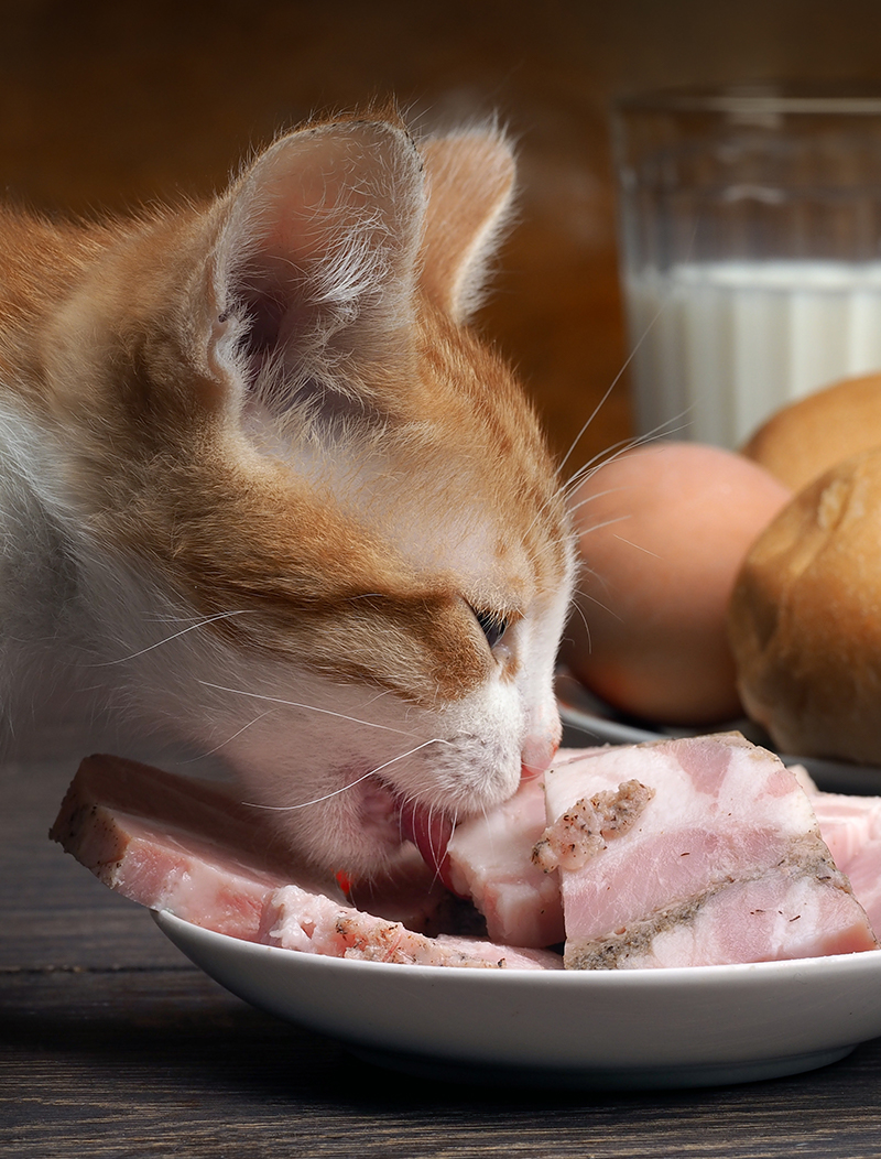 can cats eat turkey ham