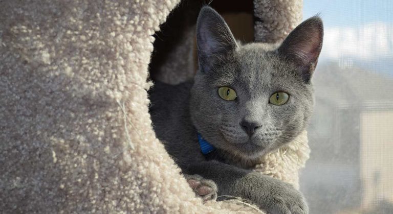 Best Cat Condos