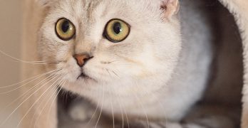 Best Cat Condos