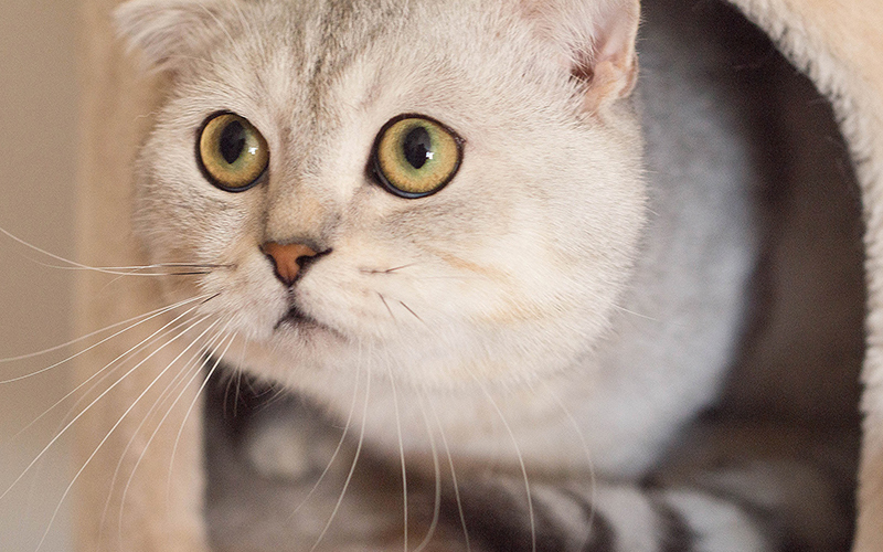 Best Cat Condos