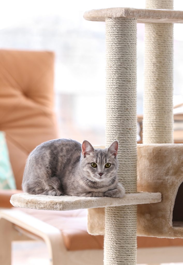 Best Designer Cat Furniture For Stylish Kitties & Their Owners