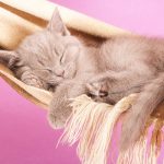 cat hammocks