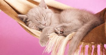 Best Cat Hammocks