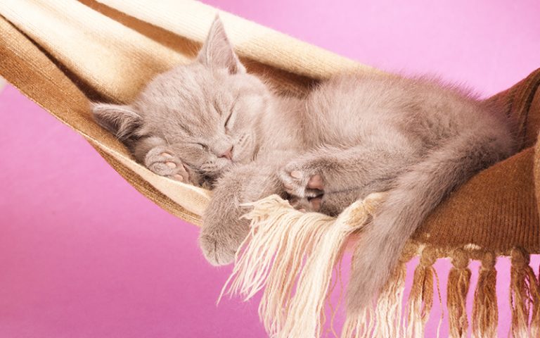 cat hammocks