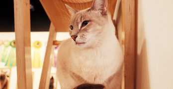 Best Cat Towers