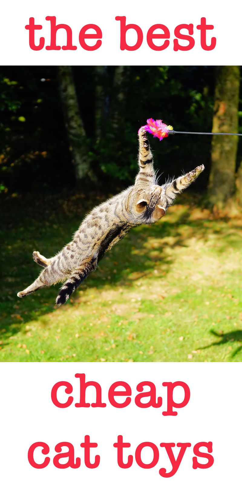Best Cheap Cat Toys - From Low Cost To No Cost!