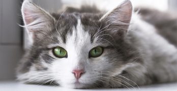 How Long Do Cats Live? A Guide To Cat Lifespan
