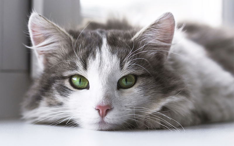 how long do cats live? A guide to cat lifespan.