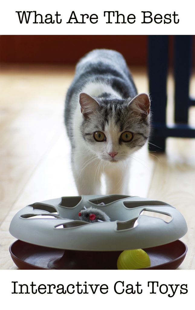 The Best Interactive Cat Toys For Your Clever Active Kitty