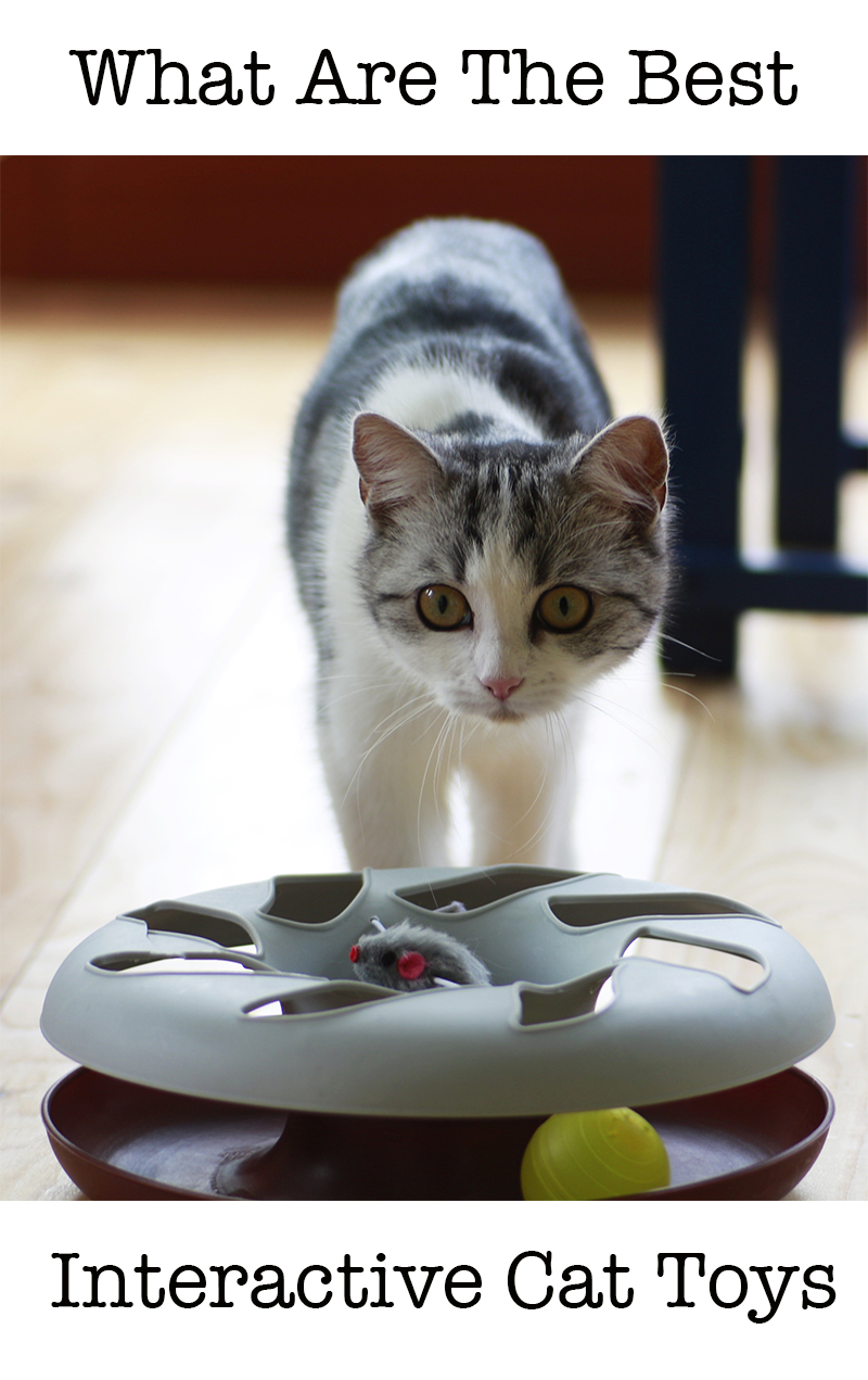 The Best Interactive Cat Toys For Your Clever Active Kitty