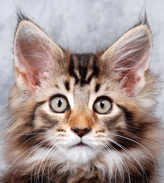 12 week old maine coon kitten