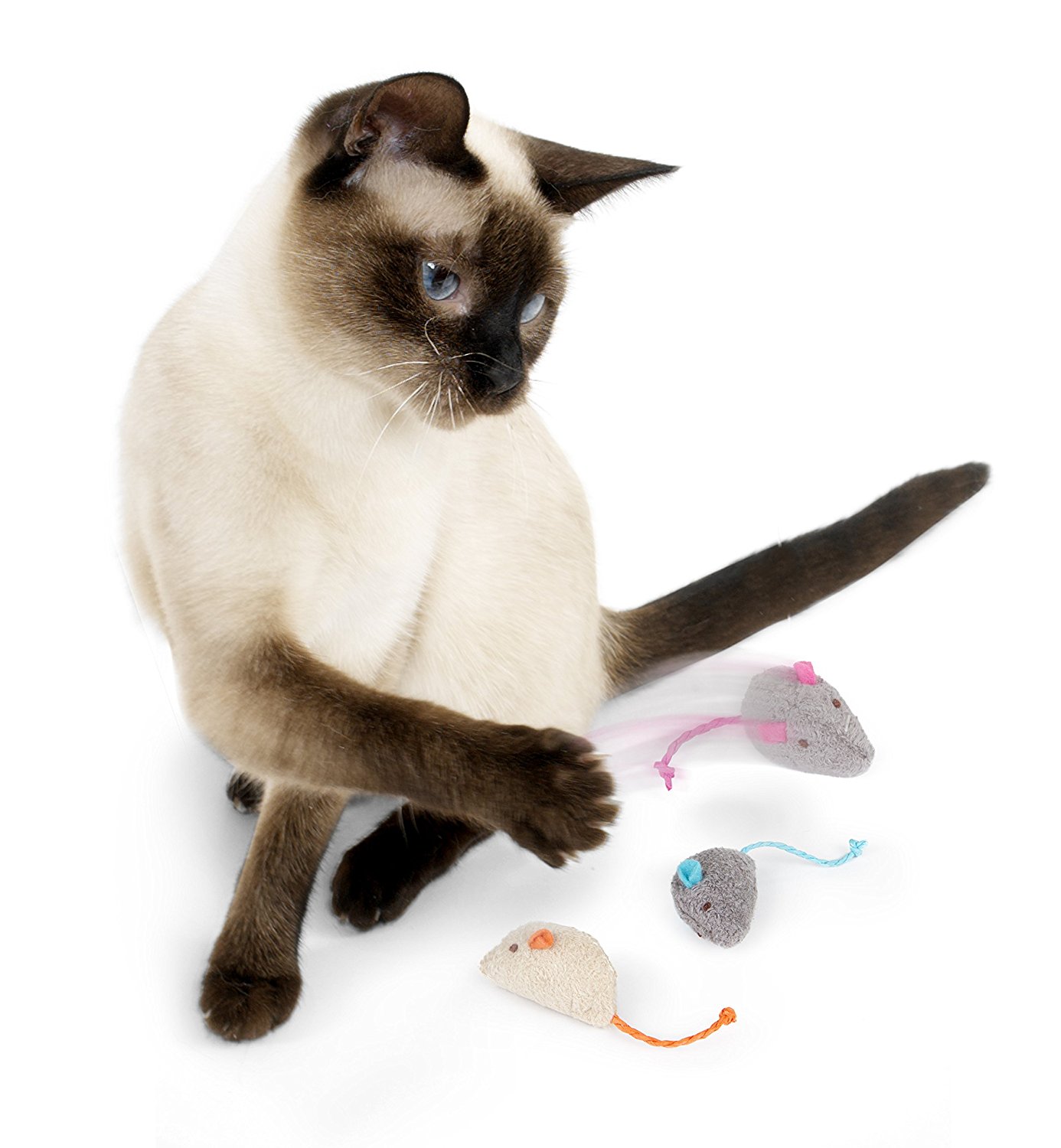best-cheap-cat-toys-from-low-cost-to-no-cost