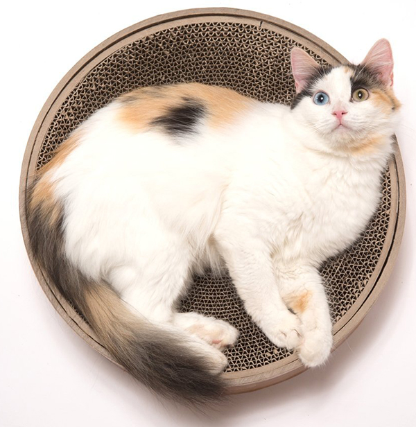 Best Designer Cat Furniture For Stylish Kitties & Their Owners