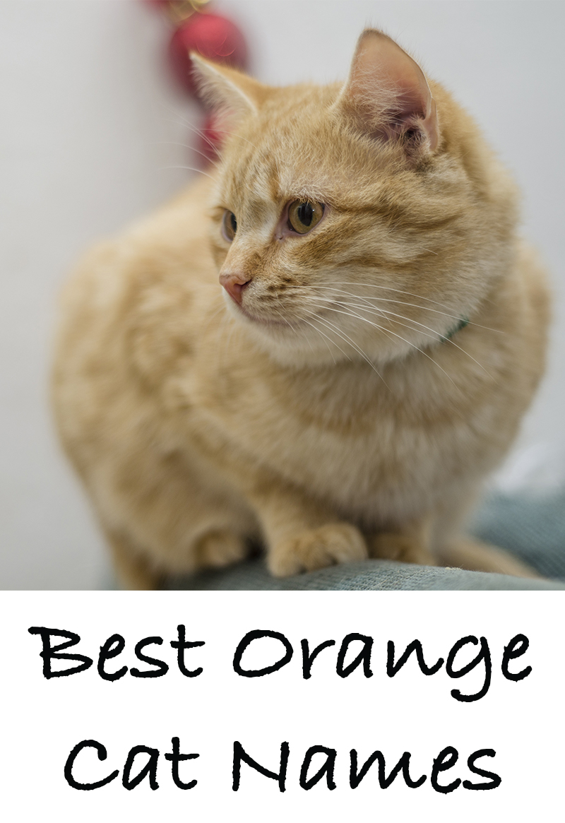 Orange Cat Names - 169 Amazing Names For Ginger Kittens