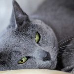 The Russian Blue Cat Breed