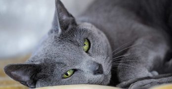 The Russian Blue Cat – A Complete Guide To The Breed