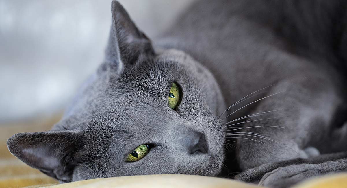 russian blue indoor cat