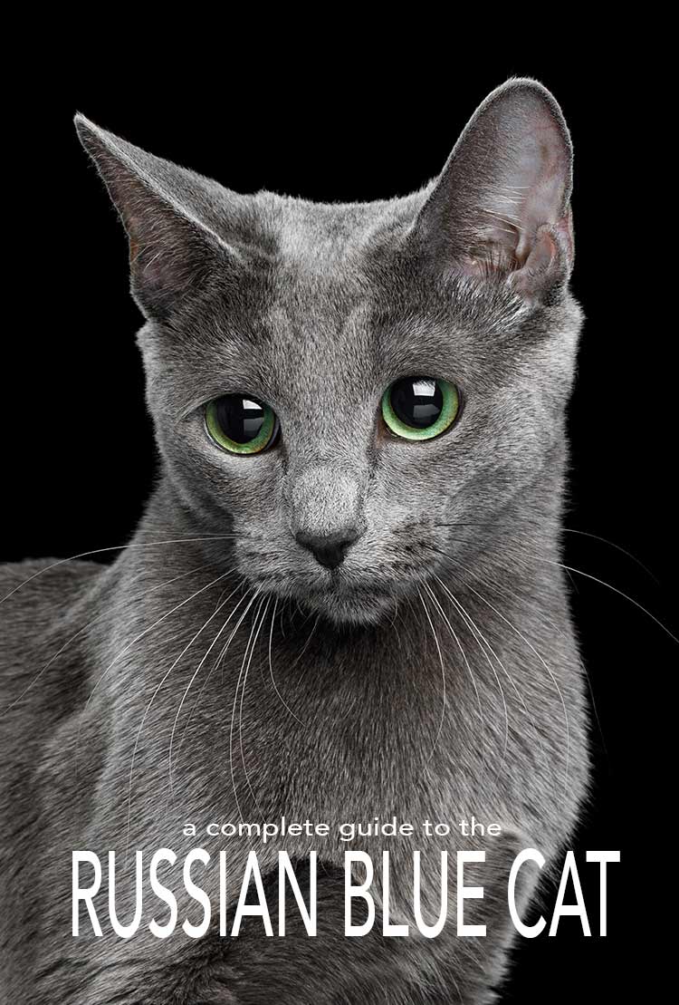 The Russian Blue Cat A Guide To The Breed From The Happy Cat Site