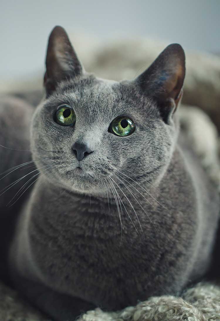 The Russian Blue Cat A Guide To The Breed From The Happy Cat Site