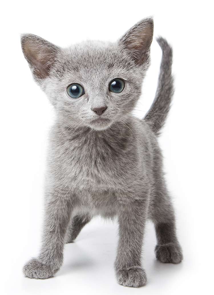 Russian Blue Cat kitten