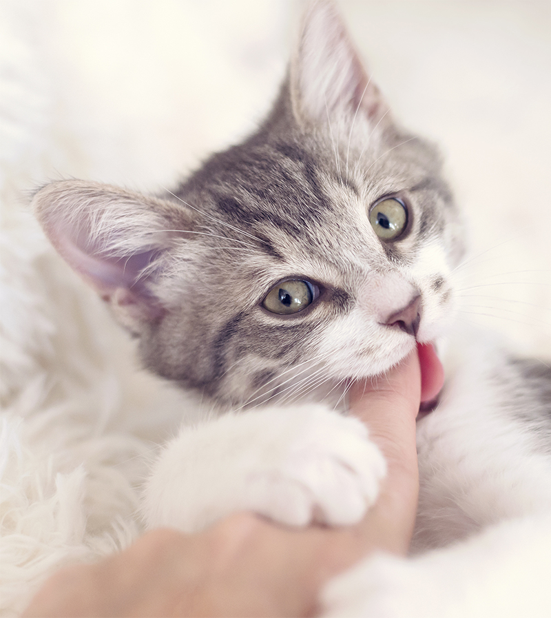 kitten biting fingers