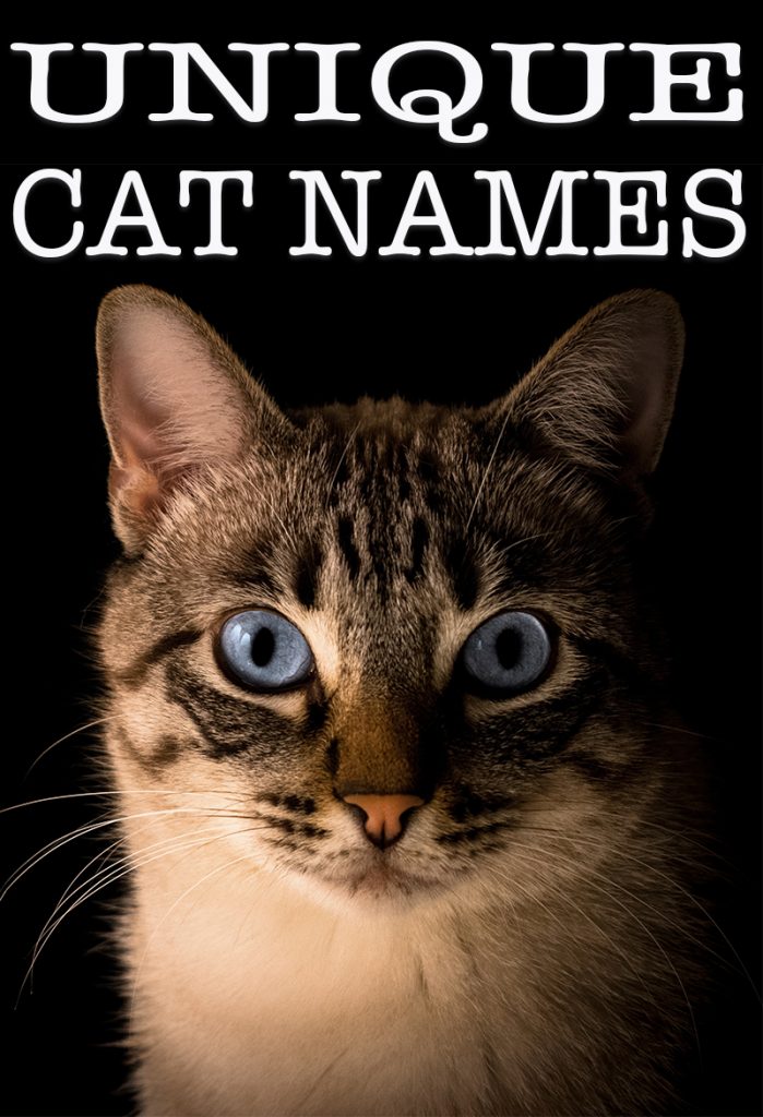 Unique Cat Names Over 140 Unusual Names For Your New Cat